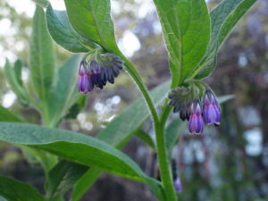 Rapidly Heal Your Body With Comfrey